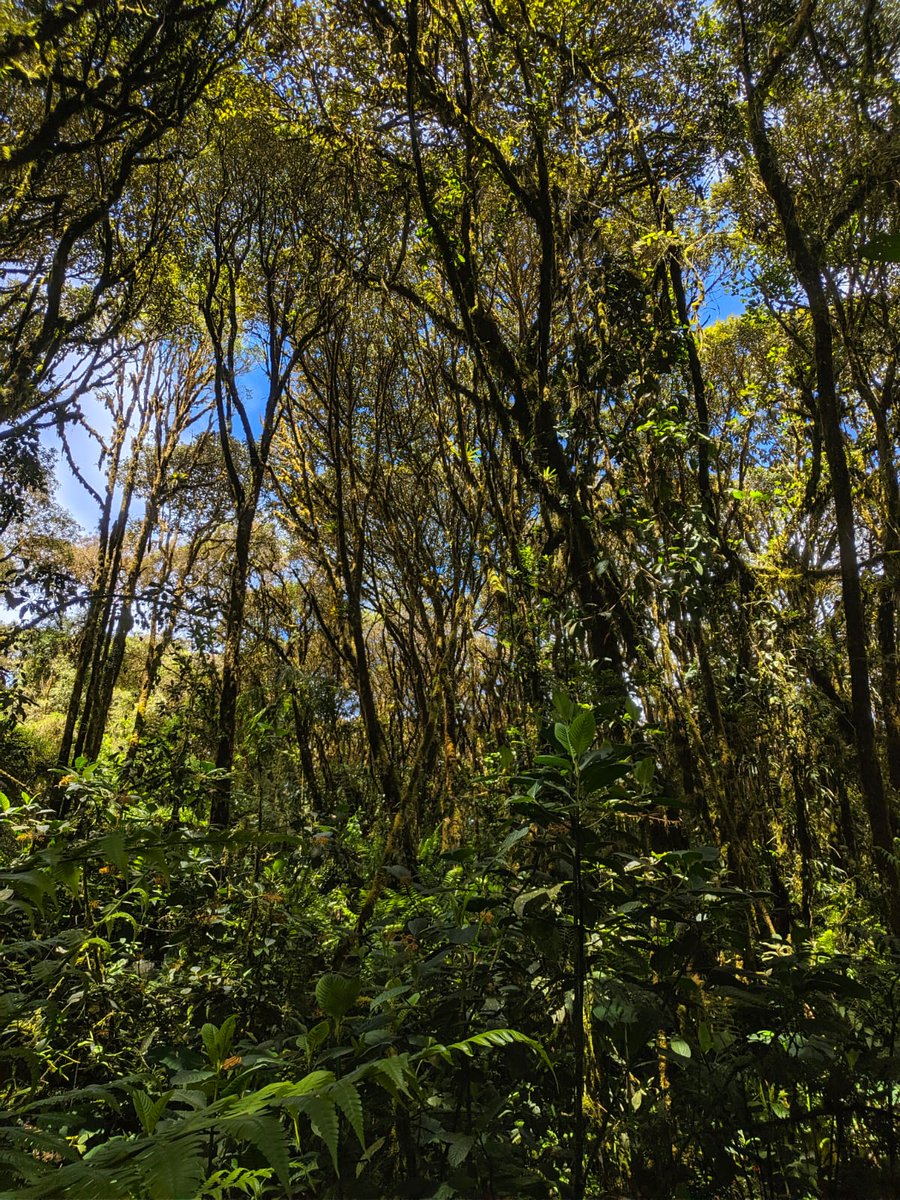 HaciendaGuamag's tweet photo. Expedición al Bosque Protector Hacienda Guamag 🐼🐾🐊🌲🐸🐍🍃
Fotos del #BosqueProtector @HaciendaGuamag compartidas por #FundaciónEcoMinga.
Lo único es conservarlo. Que siga siendo el habitad de la gran variedad de Flora y Fauna........ 
Ahí donde nace el agua.
😊🙂 https://t.co/twBXxSHvUk