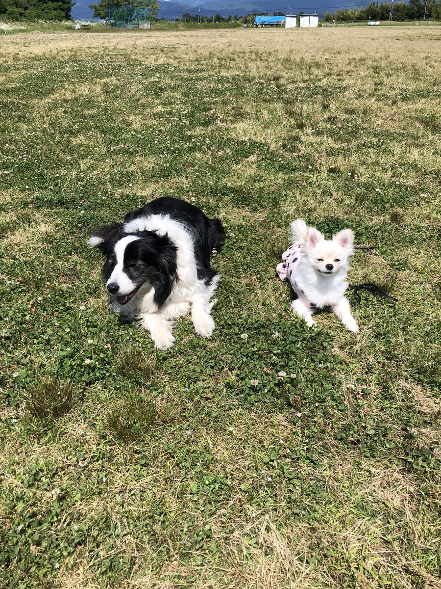 33dog_staff's tweet photo. 公園でお勉強。2匹とも賢く待てましたね。 https://t.co/YVrudmFLgY