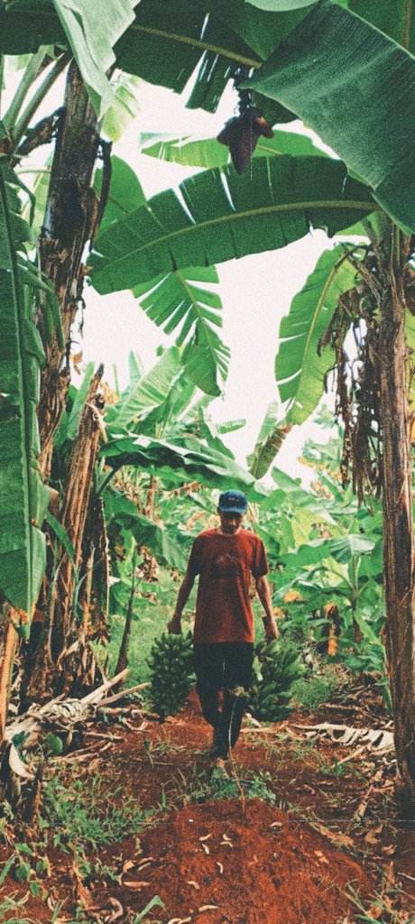 AM_Assyifa's tweet photo. Paguyuban Petani Pisang 🍌 https://t.co/pTeweTq8XE