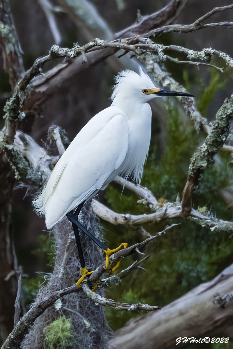ghholt's tweet photo. Snowy Egret, early morning in the salt marsh on Driftwood Beach Jekyll Island, Ga.
#TwitterNatureCommunity #NaturePhotography #naturelovers #birding #birdphotography #wildlifephotography #SnowyEgret #DriftwoodBeach #JekyllIsland https://t.co/UVQBM6l1VF