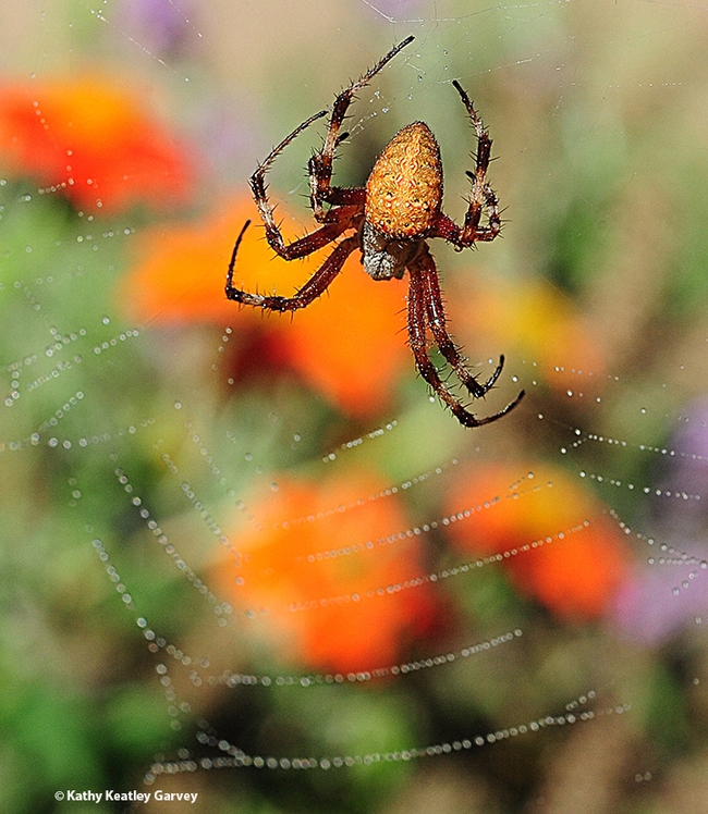 keatleygarvey's tweet photo. “Eight-Legged Encounters” open house, featuring spiders and other arachnids, promises to be one of the biggest events--if not the leggiest!--of year on #ucdavis campus and beyond. 1-4 p.m., June 25, #Bohart Museum. #JasonBond #EileenHebets #BugSquad https://t.co/ZjJAm1cRYu https://t.co/nYQCBhT1vq
