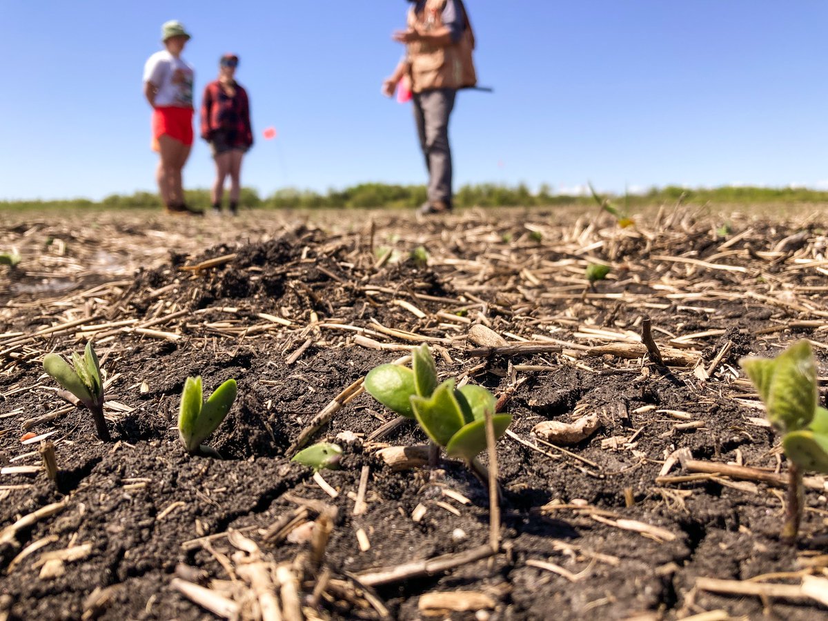 OFNagronomist's tweet photo. The #OnFarmNetwork team visited our first soybean seeding rate trial yesterday! More about what we did in the π§΅below https://t.co/ZGSofQ19jz