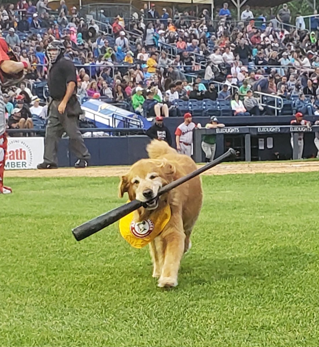 It's our <a href="/TrentonThunder/">Trenton Thunder⚡</a> Opening Night and Dash made his on-field debut in the first inning. He retrieved his first bat but took a wide return bringing it into the far end of the dugout.  I did the second inning and we sent 8 batters to the plate...I'm very tired.
