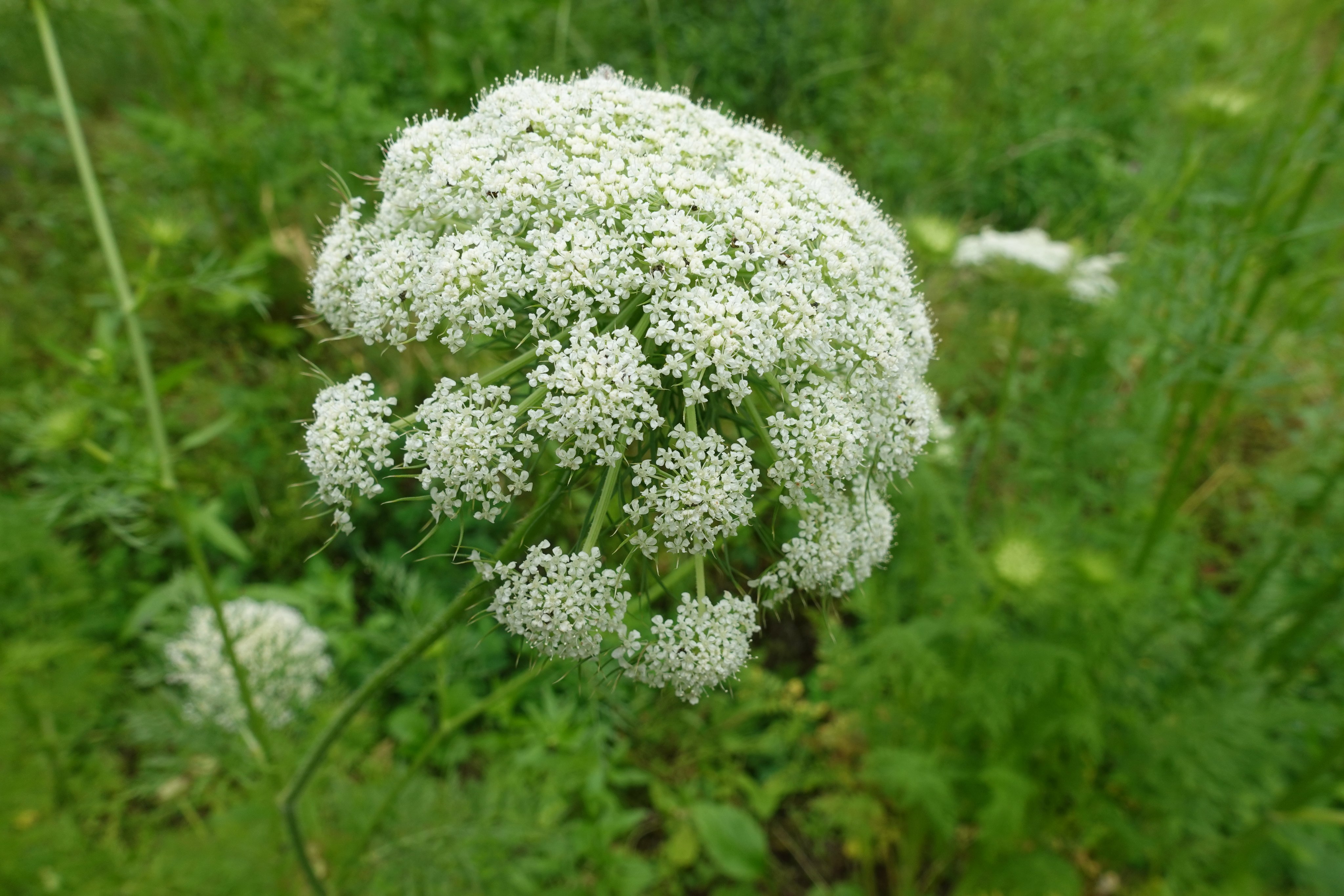 きびと月の畑 ニンジンの花は 小さな白い花が傘状に集まっていて 雄ずい先熟花 という性質を持つ これは同じ花の中で 雄しべが雌しべよりも先に成熟して花粉を作る仕組みで 自家受精を避ける植物の戦略 だからニンジンの自家採種は 母体を10 30本
