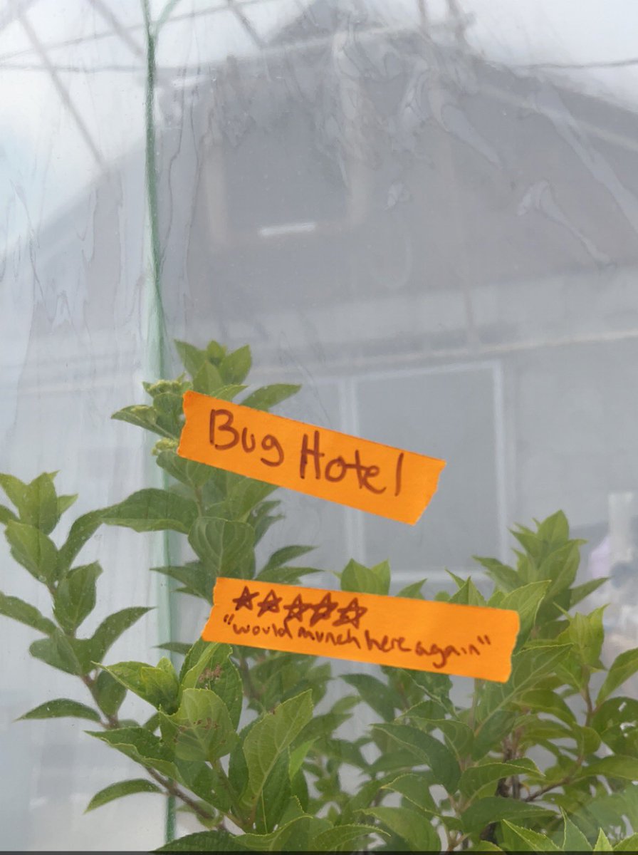 Ellie_VTbugs's tweet photo. Started keeping the flea beetles in a cage with a plant and we’ve been referring to this as a bug hotel, i might have went a little overboard with the labels https://t.co/vqthaKMucR