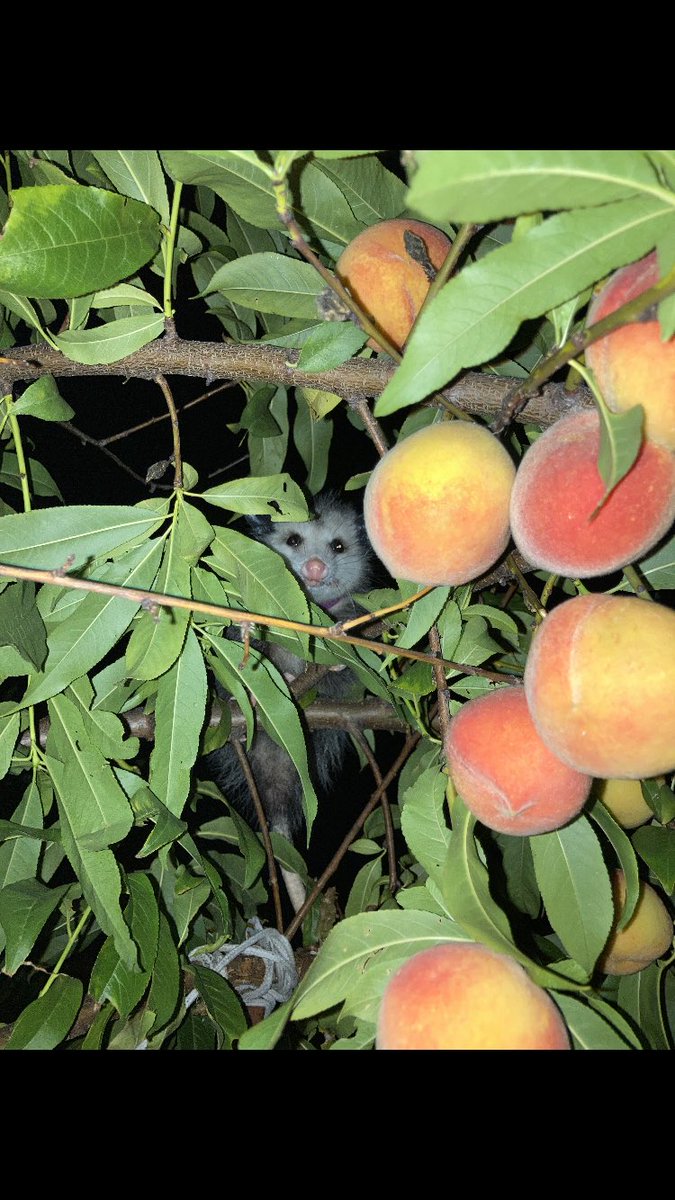 PossumEveryHour's tweet image. 