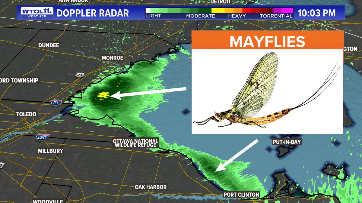 ChrisWTOL's tweet photo. MASSIVE Swarms of #Mayflies appear to have hatched on #LakeErie. 

The large swarm are detected on Doppler Radar. https://t.co/vh0PYgOJeB
