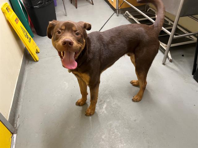 aacc_reunite's tweet photo. Found near Taft &amp; Cleveland now at Anchorage Animal Care &amp; Control. My ID at the shelter is A272528. Please retweet me to help my family find me. #aaccreunite https://t.co/NuBDfpams8