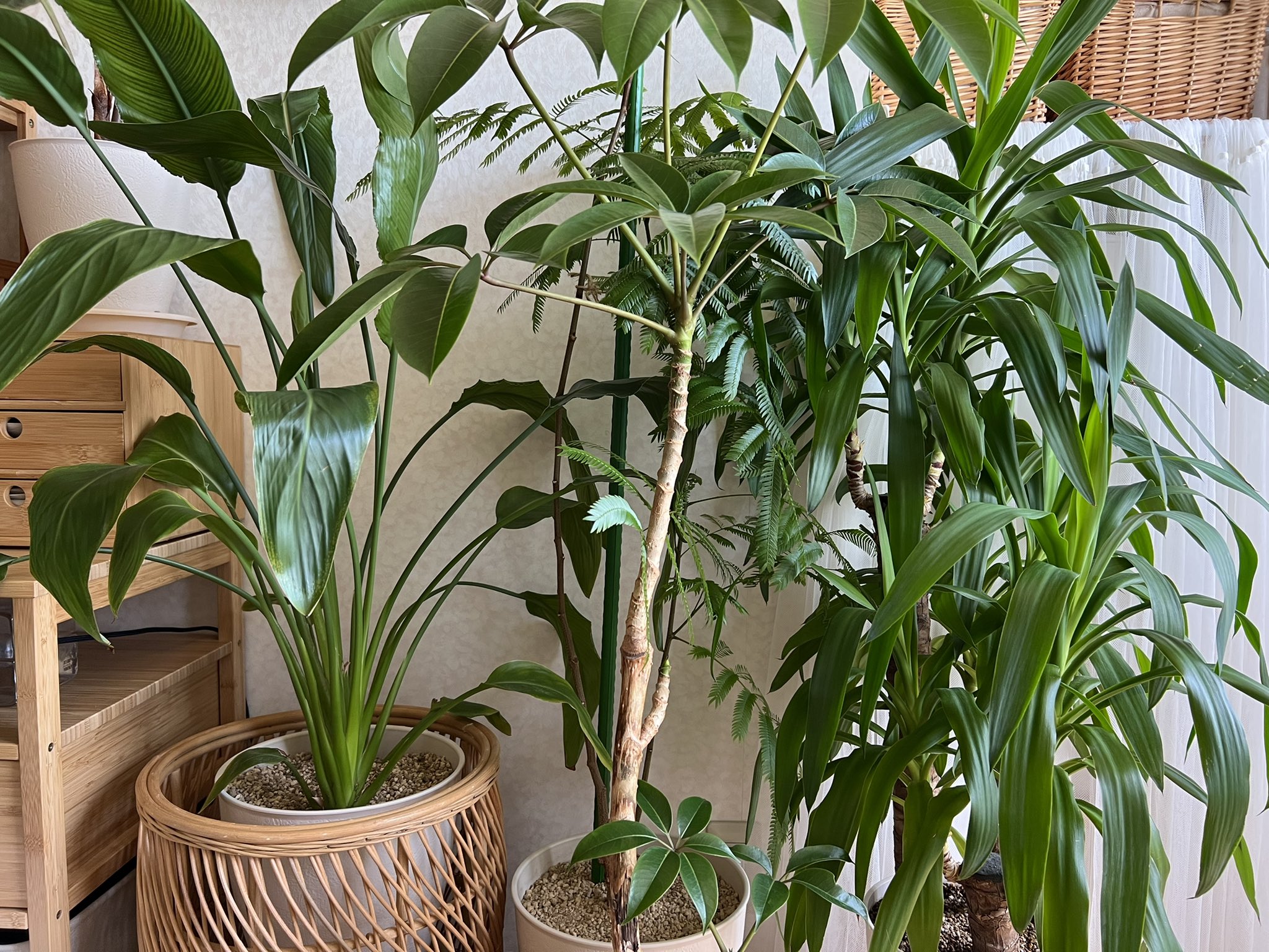 まや Green My Green Twitter