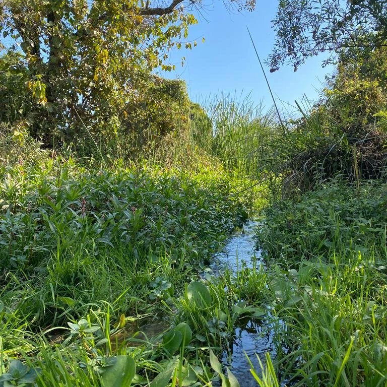 peroedgardo's tweet photo. First sampling trip with @Agus_novil, second visit to Balderrama and Seco basins. Water and invertebrates sampling, Rodentia pre sampling. #Riparian #forest #restoration in #agroecosystems #MakeADifferenceWeek @SERestoration @IBN_CONICET @ConicetNOASur @agenciaidiar https://t.co/zFjg9y0CHs
