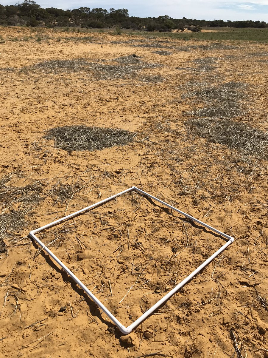 AnnaCornell1997's tweet photo. 12 months later! These landholders in East Yuna spread hay and perennial grass seeds in their yellow sand blowouts last year. Look at that increased ground cover! There is still funding left for @NACC_NRM Growing Great Ground project this year 🌱@AusLandcare @DeptAgNews #NLP https://t.co/zYM6Og9CLg