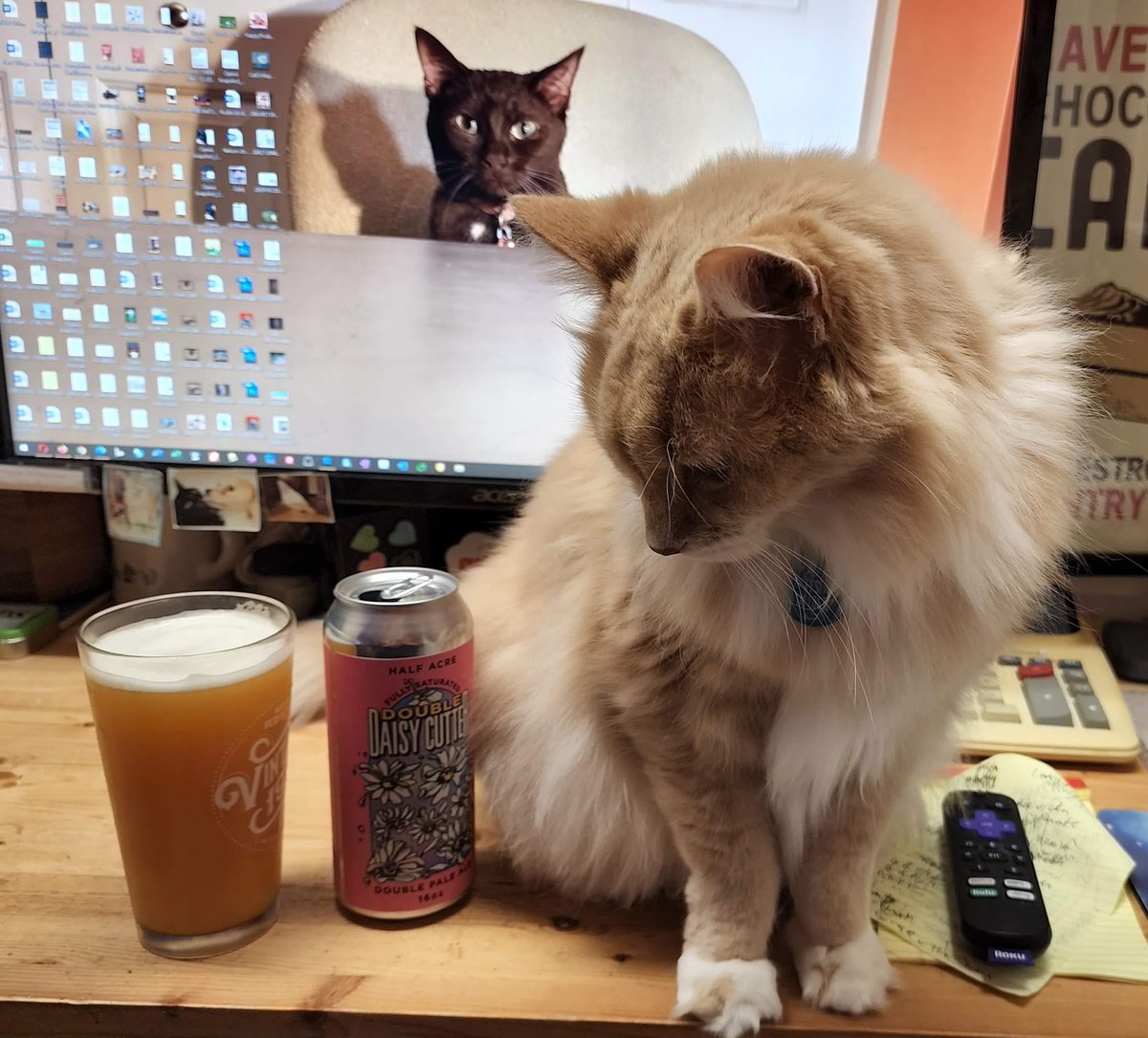 Quincy agrees, it's a @HalfAcreBeer Double Daisy Cutter kind of night.
#beercats #ChicagoBeer #cats #CatsOfTwitter @CatsOnTap