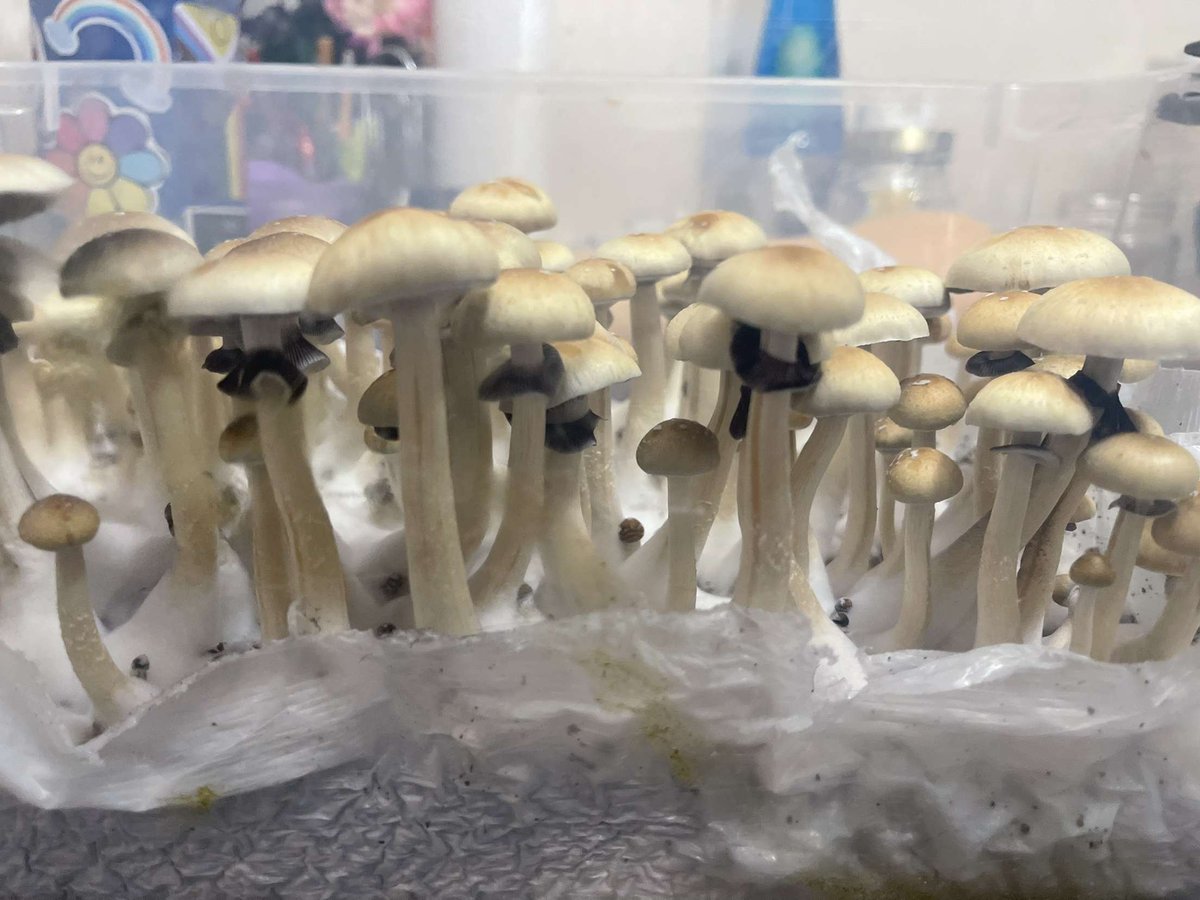 PsychedAtx's tweet photo. Microdosing shrooms helps with depression, anxiety, and increases productivity tap in heal your mind https://t.co/wpMipOAbo3