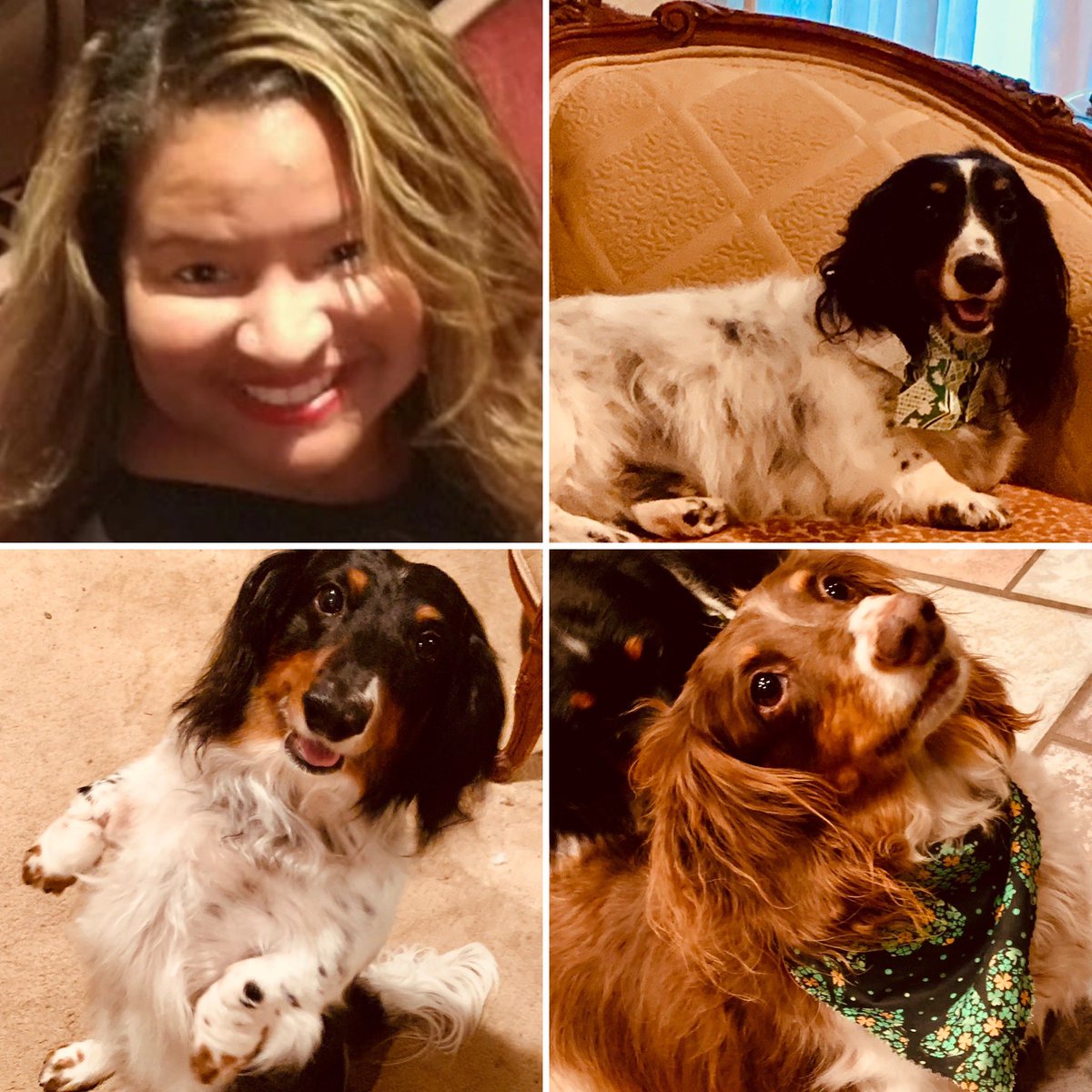 dcsmith36's tweet photo. @Celeb_Dachshund The “little leg gang” Motley Doolittle, Shorty Longfellow and Piper Rose wish you a speedy and comfortable recovery. 💕💕 https://t.co/Xmxhx8YxX9