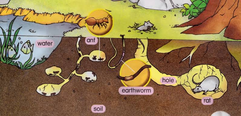 SAVE SOIL on Twitter: SAVE SOIL on Twitter: