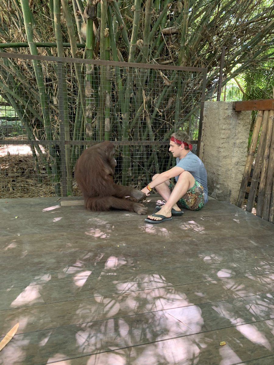 Obviously, this was a different orangutan