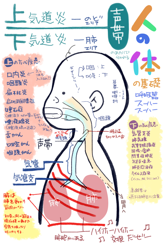 今日は呼吸器。
本当に分かってなさ過ぎるので自習してるだけなので…
上気道と下気道、どこからどこまでかも知らないレベルなので…_:('ཀ`」 ∠):_ ...

でも肺が自分で動けなくて周りの筋肉で動いてるのは知ってたよ!✧٩( 'ω' )و ✧
 #油沼自習 