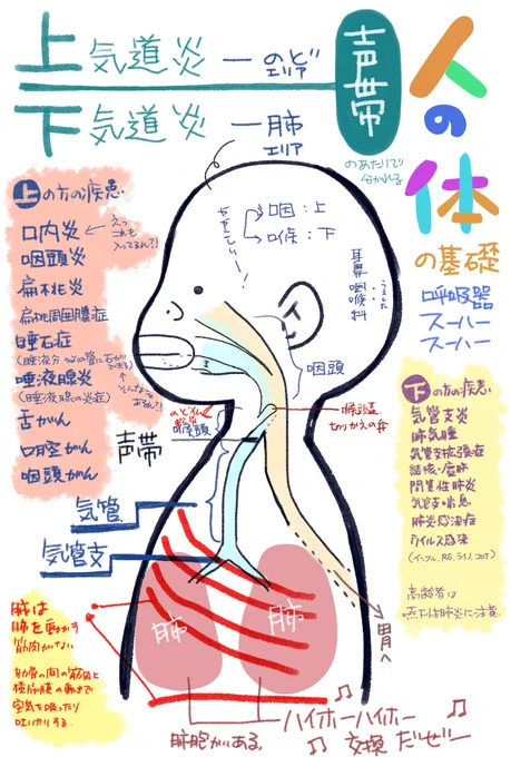 今日は呼吸器。
本当に分かってなさ過ぎるので自習してるだけなので…
上気道と下気道、どこからどこまでかも知らないレベルなので…_:('ཀ`」 ∠):_ ...

でも肺が自分で動けなくて周りの筋肉で動いてるのは知ってたよ!✧٩( 'ω' )و ✧
 #油沼自習 