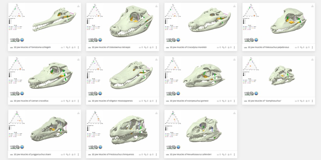 Casey Holliday (@crocholliday) on Twitter photo Congratulations to <a href="/kalebsellers/">Kaleb Sellers</a> and coauthors for his latest paper in <a href="/AnatRecord/">The Anatomical Record</a> found here: doi.org/10.1002/ar.249…. Be sure to check out the models in the collection of 3D muscle resultants and skulls at <a href="/Sketchfab/">Sketchfab</a>: skfb.ly/ouZYo. Thanks to <a href="/NSF/">U.S. National Science Foundation</a> and our museums! Congratulations to <a href="/kalebsellers/">Kaleb Sellers</a> and coauthors for his latest paper in <a href="/AnatRecord/">The Anatomical Record</a> found here: doi.org/10.1002/ar.249…. Be sure to check out the models in the collection of 3D muscle resultants and skulls at <a href="/Sketchfab/">Sketchfab</a>: skfb.ly/ouZYo. Thanks to <a href="/NSF/">U.S. National Science Foundation</a> and our museums!