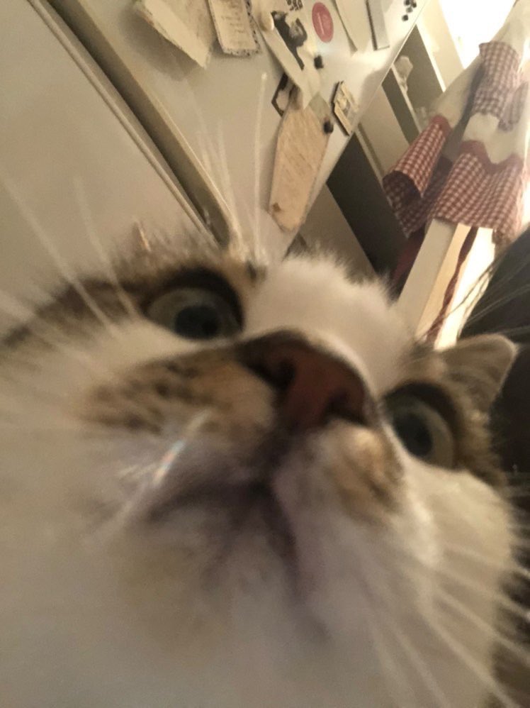 Sasukevin78's tweet image. Pénélope my cat