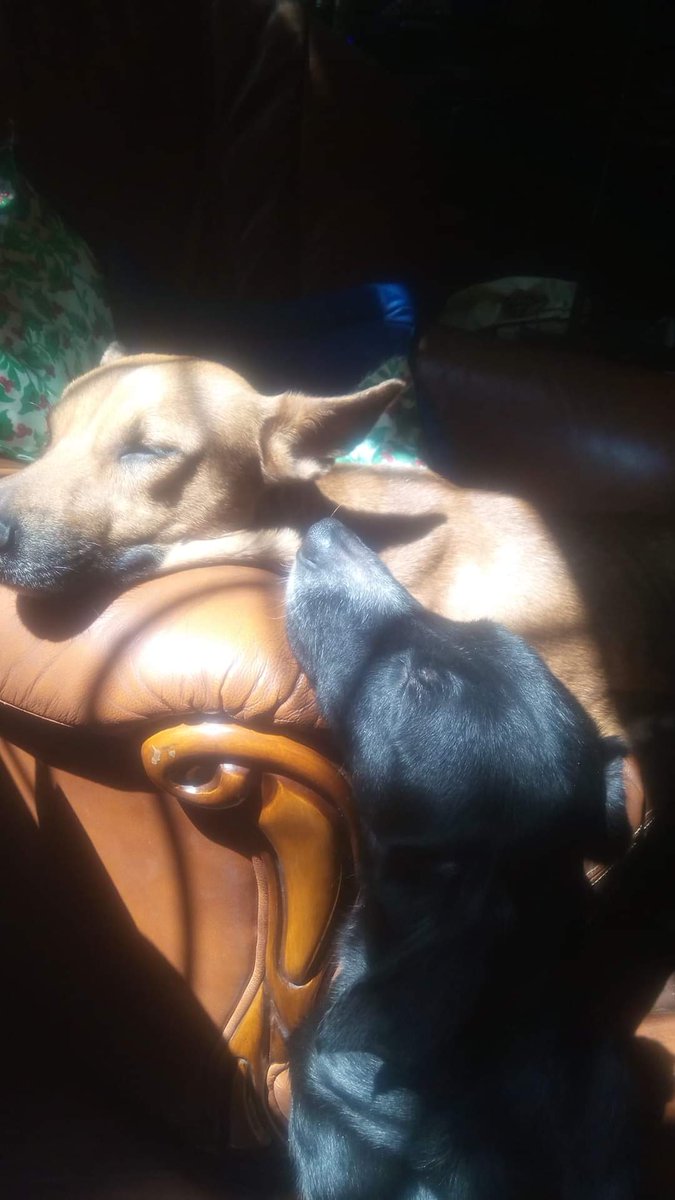 PerroUsuario's tweet photo. #CasoDeTerceros RT @volknsoni: Alguien sabe de algún refugio de mascotas que pueda aceptar a dos perritos o persona interesada en adoptarlos, los dejaron abandonados y no tengo el espacio ni los recursos suficientes para mantenerlos número: 04129931692.Ccs https://t.co/azKpDVuAnW