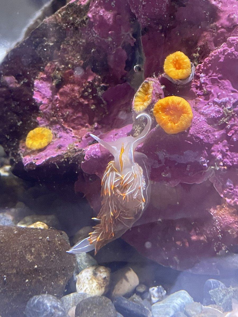 ZendyWalkWithMe's tweet photo. Went to the aquarium 🪸🦦 https://t.co/0mcOzWtst2