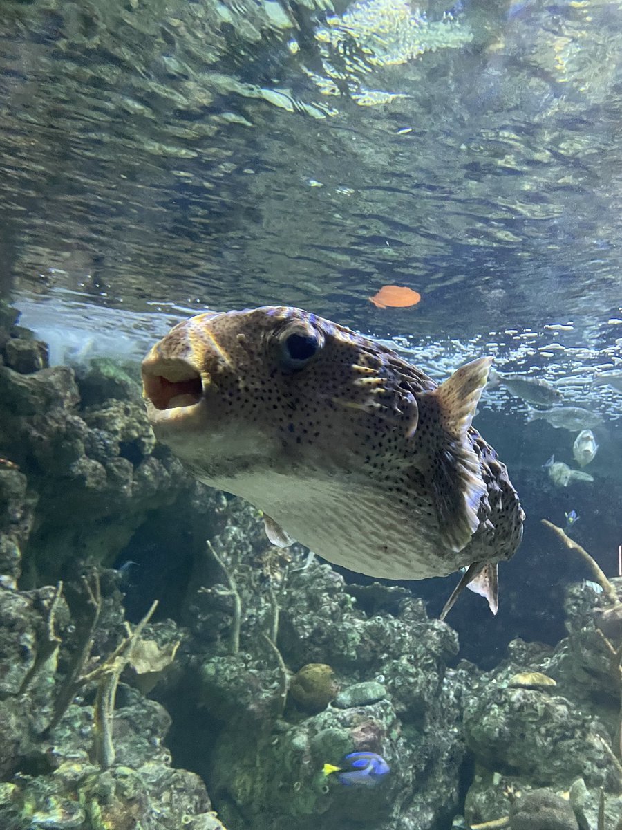 ZendyWalkWithMe's tweet photo. Went to the aquarium 🪸🦦 https://t.co/0mcOzWtst2