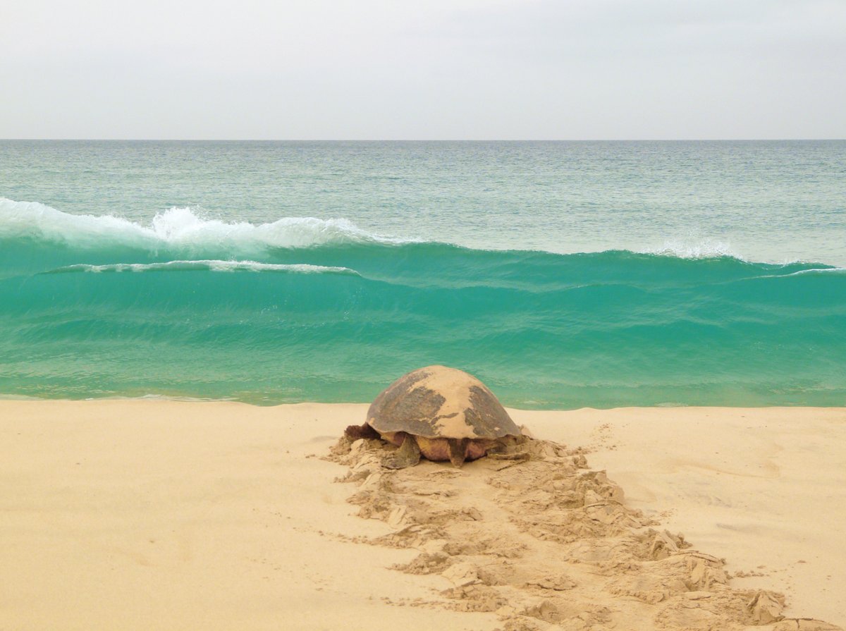 TurtleFound tweet picture