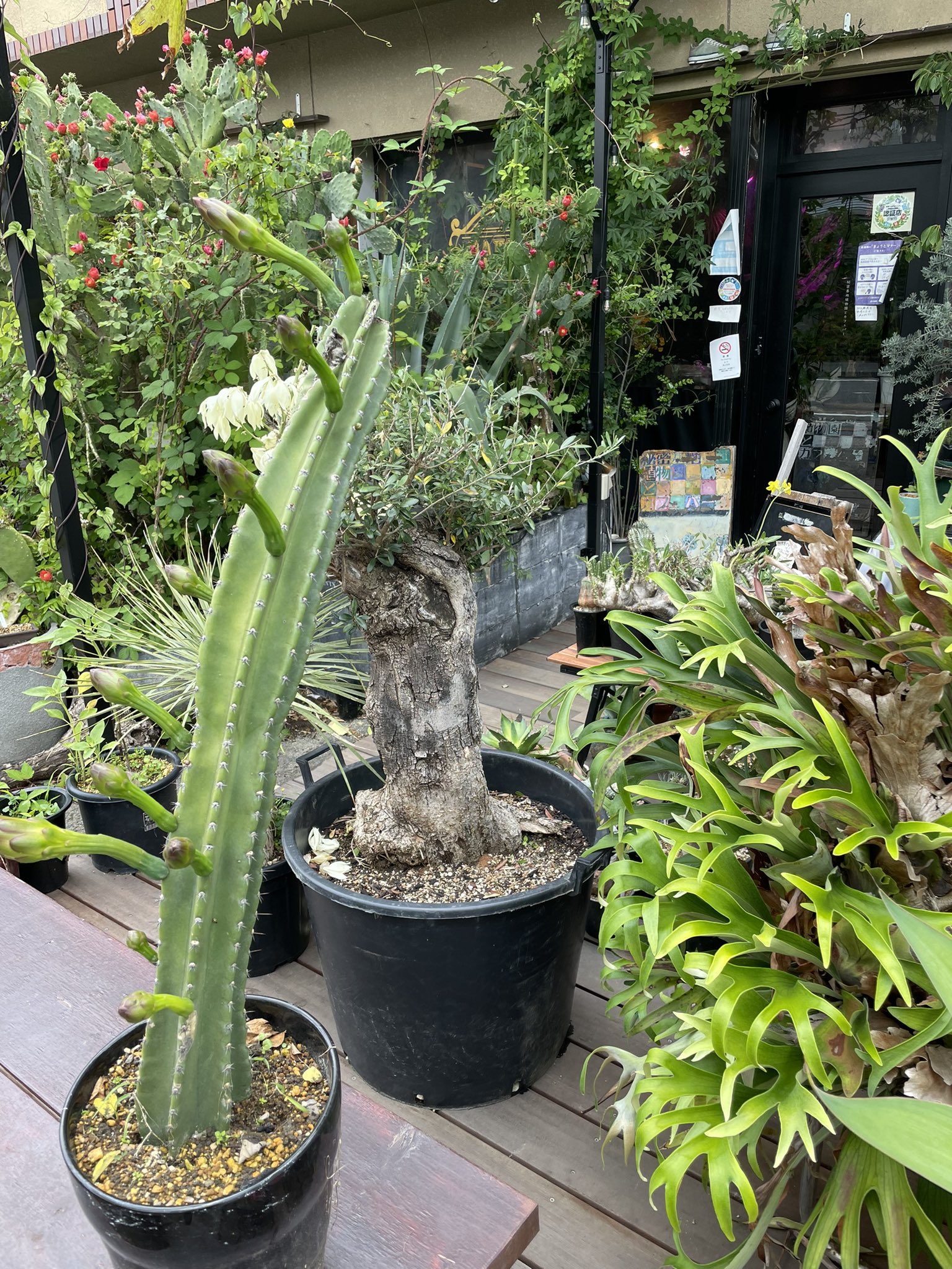 秘密基地植物園とカフェバー Bar華波 柱サボテンの花も咲きだしました 夜には大輪の姿を見せてくれるはず T Co U5klmo69sz Twitter