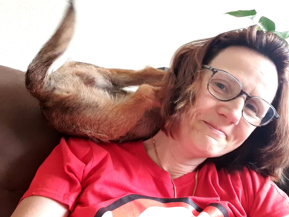 Rubeae_'s tweet photo. Every morning I climb in mums neck to cuddle. Mum hopes I never stop doing that no matter how big I get. I lay there quietly to for about 10 seconds
#BTPosse #borderfun #Rubeae #puppy
#Wednesdaywit https://t.co/tfsgS75arh