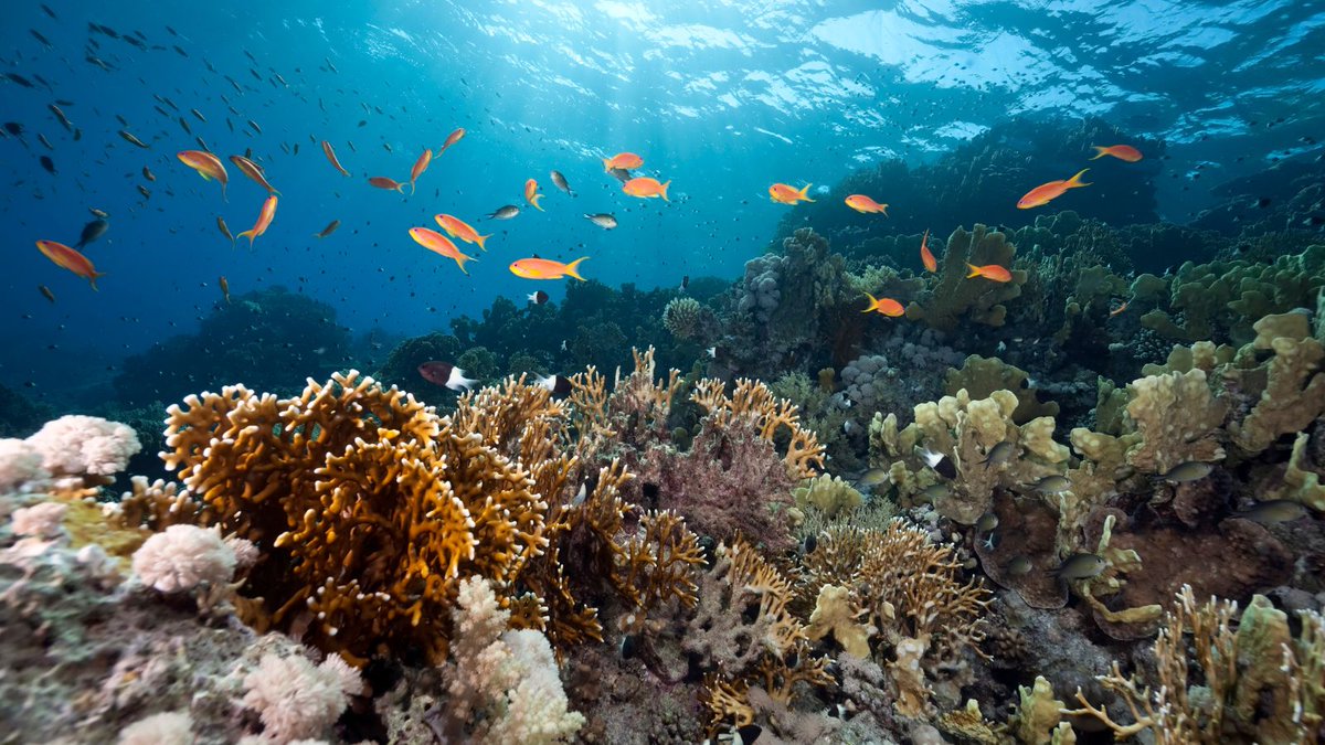 CEDEX_es's tweet photo. Hoy, 8 de junio es el #DíaMundialDeLosOcéanos 🌊

Teniendo en cuenta que cubren el 70% de la superficie de la Tierra, tiene sentido crear un día para sensibilizar sobre la importancia que tiene cuidarlos ¿No? 😌

Te contamos curiosidades 👇 https://t.co/f9K07nruKX