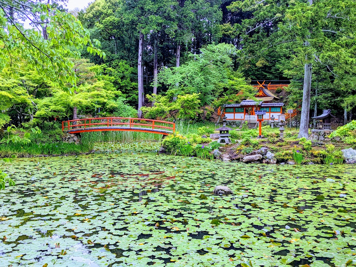 kyo_kanko's tweet photo. ＼大原野神社の青もみじと京都の「モネの睡蓮」と呼ばれる庭園／
大原野神社にある鯉沢の池は、赤い太鼓橋と睡蓮が映える池泉回遊式庭園で、京都の「モネの睡蓮」とも呼ばれています。本殿前では狛犬ならぬ狛鹿が参拝者を出迎えてくれます。その理由とは・・・？
https://t.co/BVjf0BQ55N https://t.co/bZheWcSipO