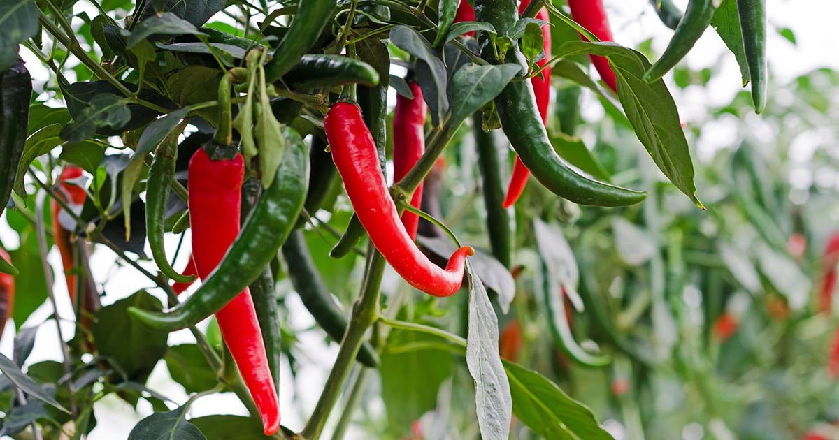 DarlacGardening's tweet photo. Feed chillis and peppers to keep them developing and growing strongly 🌶️
These stunners look great growing on windowsills and in greenhouses, so you’ll want the colours to last as long as possible.
#chilligrower #windowsillkitchen #homegrown https://t.co/8Psa8jFVoG