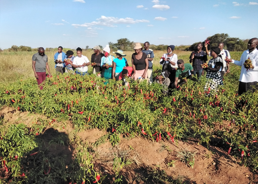 Cesvi Zimbabwe tweet media
