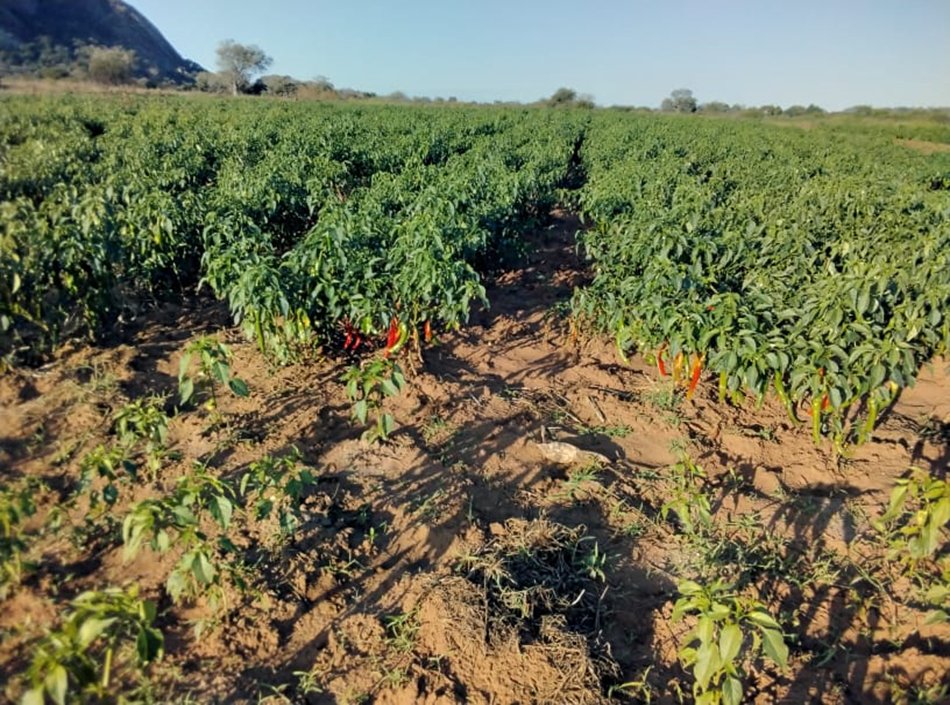 Cesvi Zimbabwe tweet media