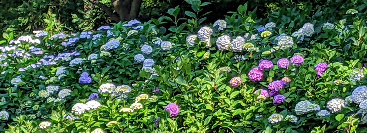 satocchin's tweet photo. #アジサイが彩る長居植物園 
晴れの日 https://t.co/4IxgtslqmP