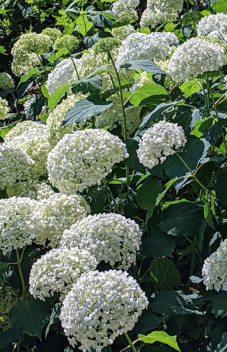satocchin's tweet photo. #アジサイが彩る長居植物園 
晴れの日 https://t.co/4IxgtslqmP