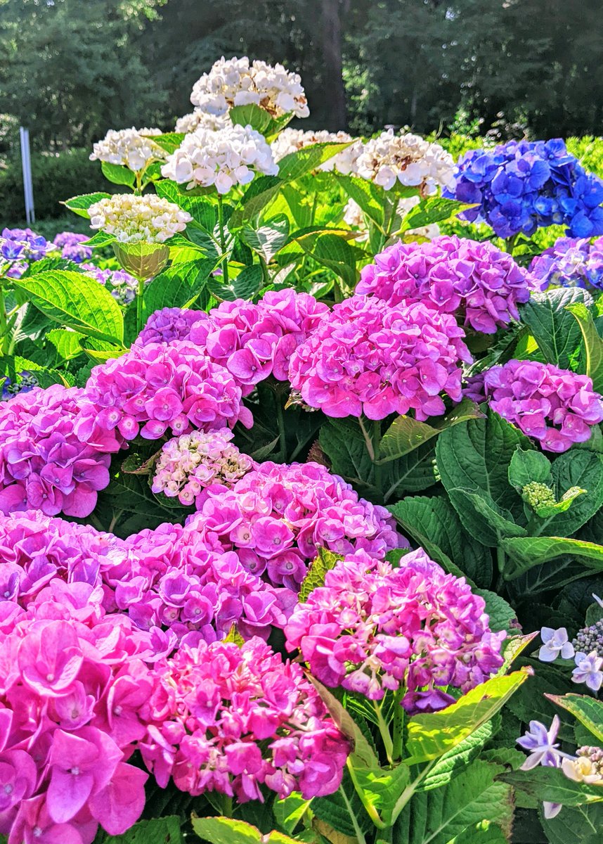 satocchin's tweet photo. #アジサイが彩る長居植物園 
晴れの日 https://t.co/4IxgtslqmP