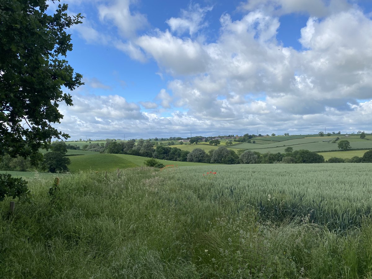 iX5 Pest Control tweet media