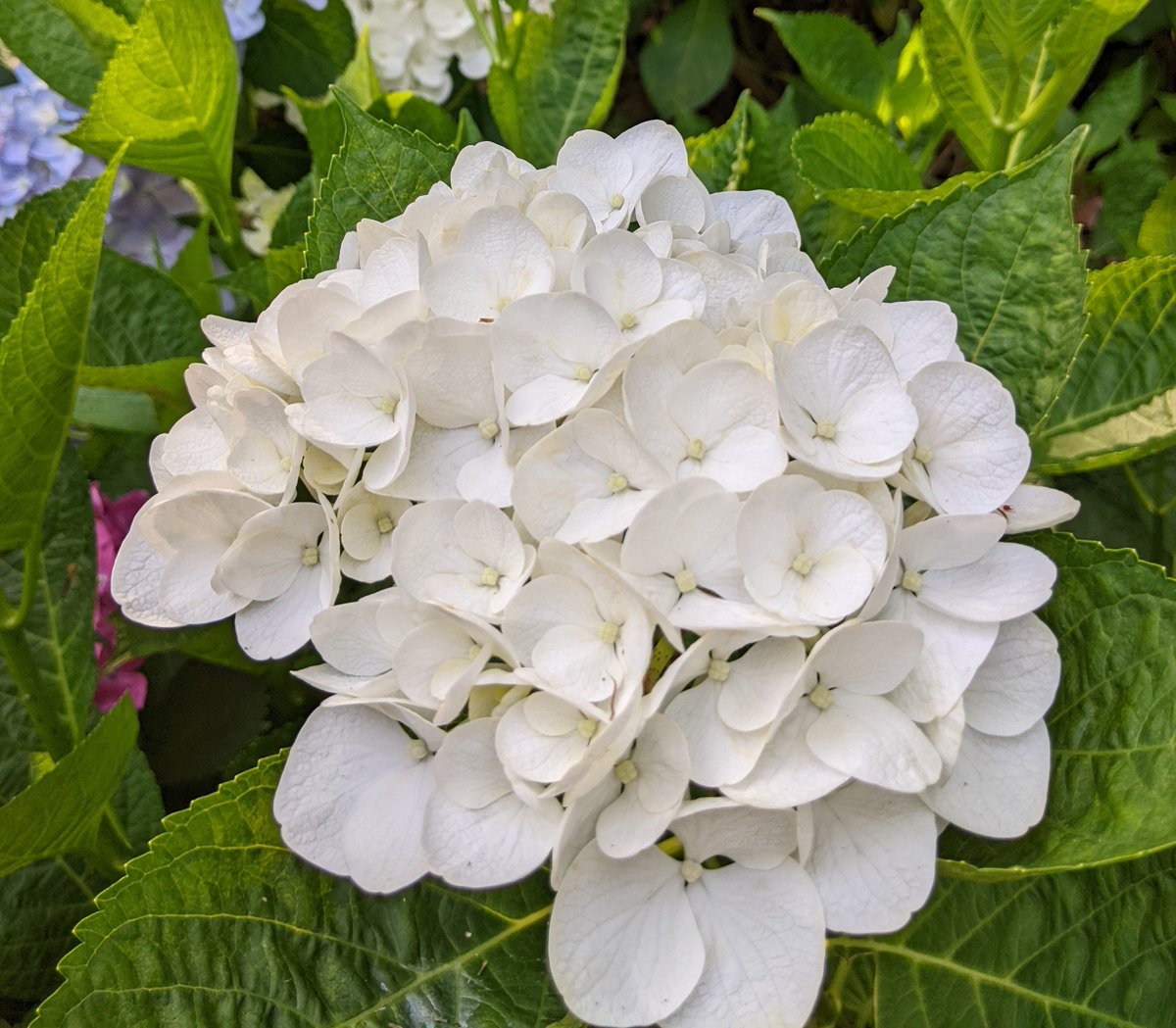 satocchin's tweet photo. #アジサイが彩る長居植物園 
晴れの日 https://t.co/MpnOiurwxt