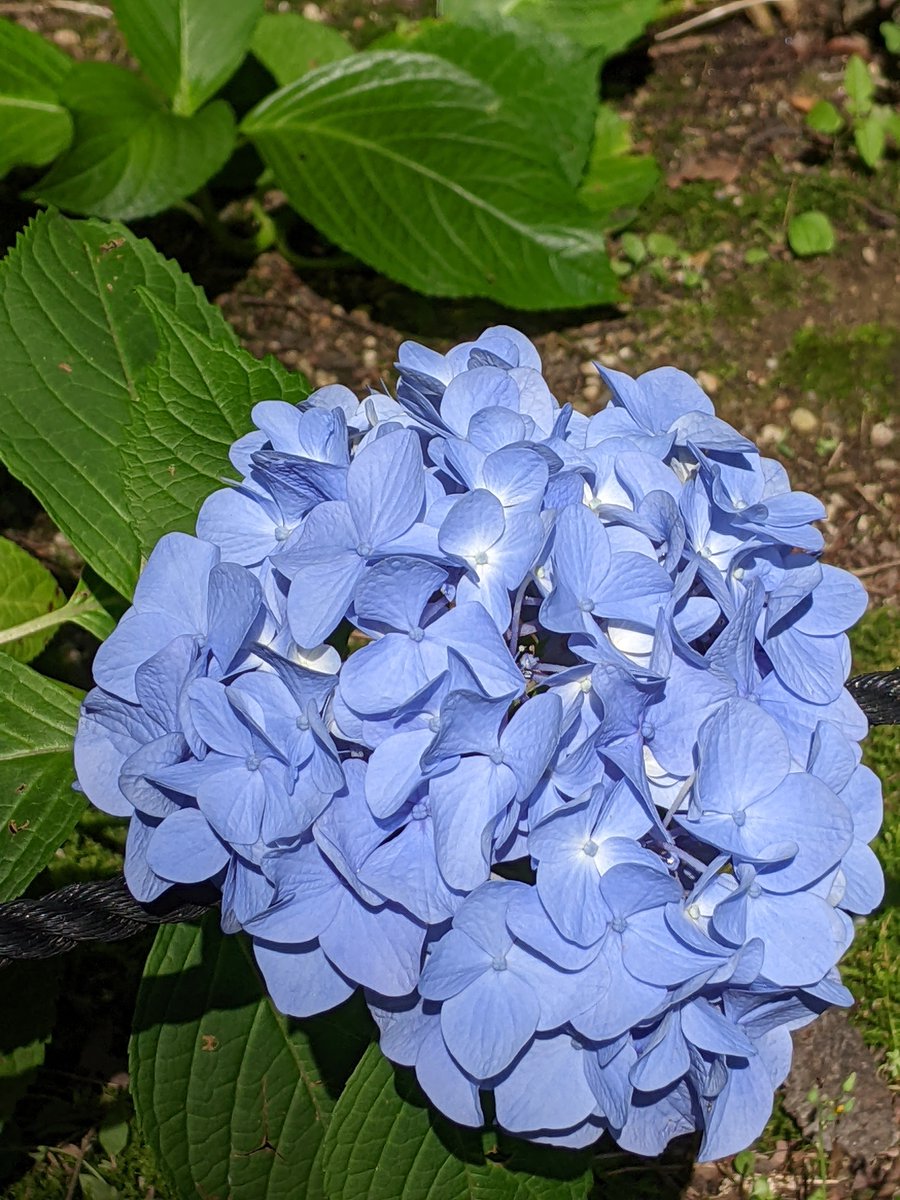 satocchin's tweet photo. #アジサイが彩る長居植物園 
晴れの日 https://t.co/MpnOiurwxt