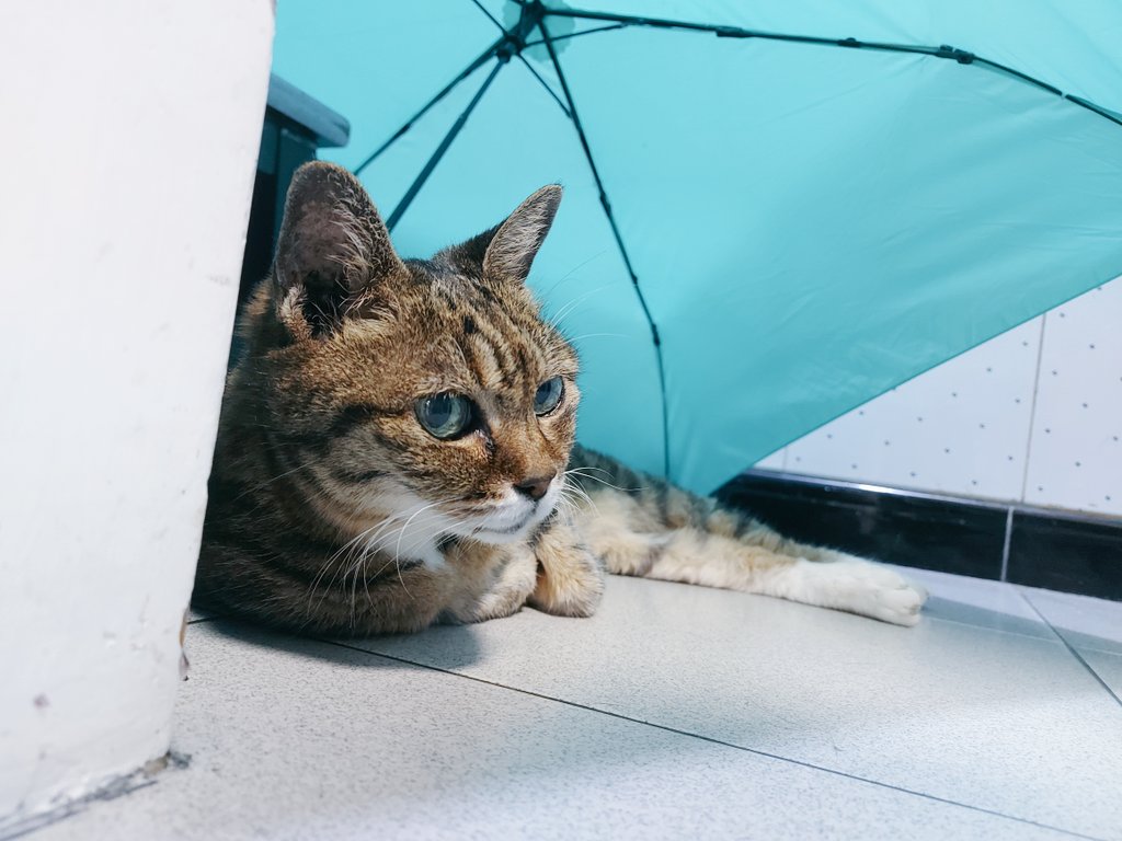 kazamiichi_cos's tweet photo. #Petgazers
Rainy season in Hong Kong now, 17years-old Yume（ゆめ） likes to stay under umbrellas☂️
Last 2 are some sleepy photos of 15years-old Gin（ぎん）💤 https://t.co/R1mSDTLWmz