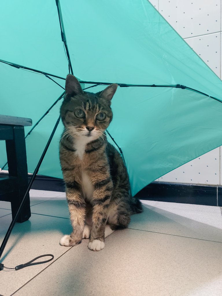 kazamiichi_cos's tweet photo. #Petgazers
Rainy season in Hong Kong now, 17years-old Yume（ゆめ） likes to stay under umbrellas☂️
Last 2 are some sleepy photos of 15years-old Gin（ぎん）💤 https://t.co/R1mSDTLWmz
