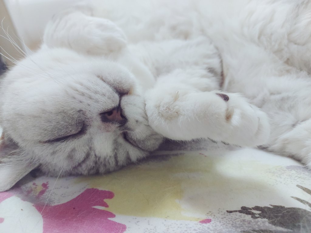 kazamiichi_cos's tweet photo. #Petgazers
Rainy season in Hong Kong now, 17years-old Yume（ゆめ） likes to stay under umbrellas☂️
Last 2 are some sleepy photos of 15years-old Gin（ぎん）💤 https://t.co/R1mSDTLWmz