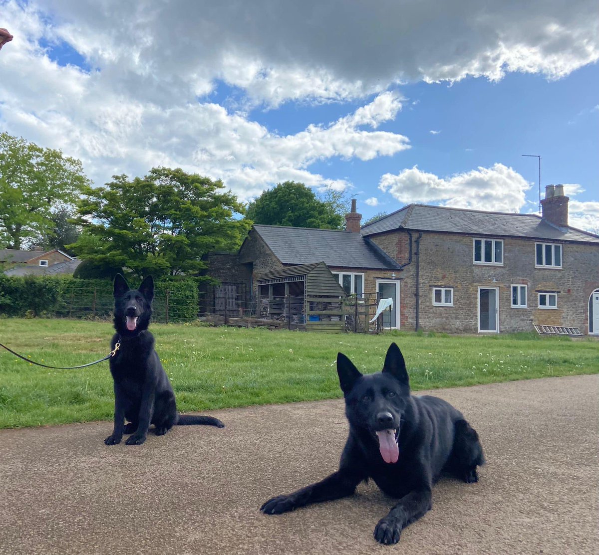 Catello German Shepherds tweet media