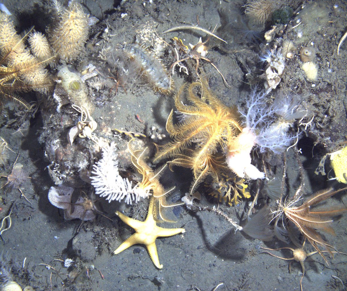 SystBio_UU's tweet photo. Today at #SystBioseminar: Dr Katrin Linse from @BAS_News in Cambridge will tell us about 🐙 "Southern Ocean benthic invertebrates: past, present and future" 🐚
🦀🎶Darling it's better down where it's wetter
DM for zoom link https://t.co/FGYwTZsvWE