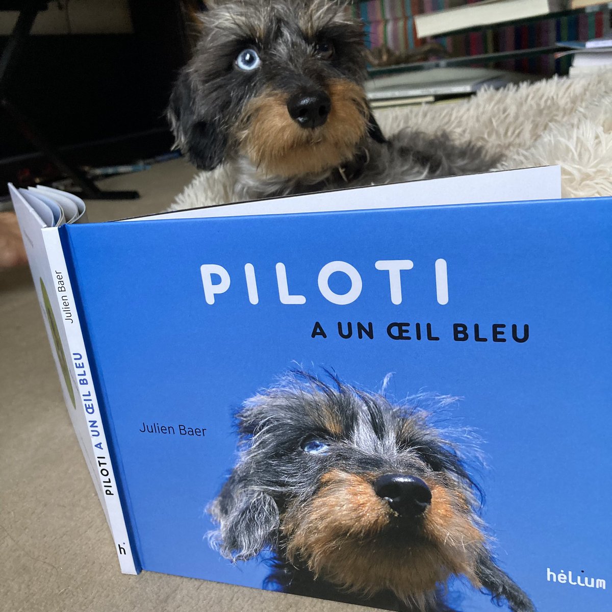 Vive PILOTI, héros de ce magnifique livre, héros de ma vie . <a href="/heliumeditions/">hélium éditions</a> #julienbaer #piloti