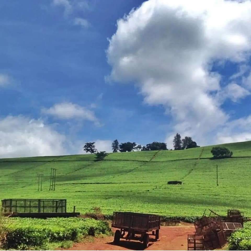 ZimBho_Official's tweet photo. One of the best ways to make our #ZimTourism thrive is to support your own...plan now...to stroll through the rejuvenating plantations in your area...travel local...ana wasu muriyo here!? 
#ZimBho👍
#travellocal
#BuyZimbabwe
#Easternhighlands
#KuMakomoyo
📸 @AfronomadsZim https://t.co/kSpeqJbLow