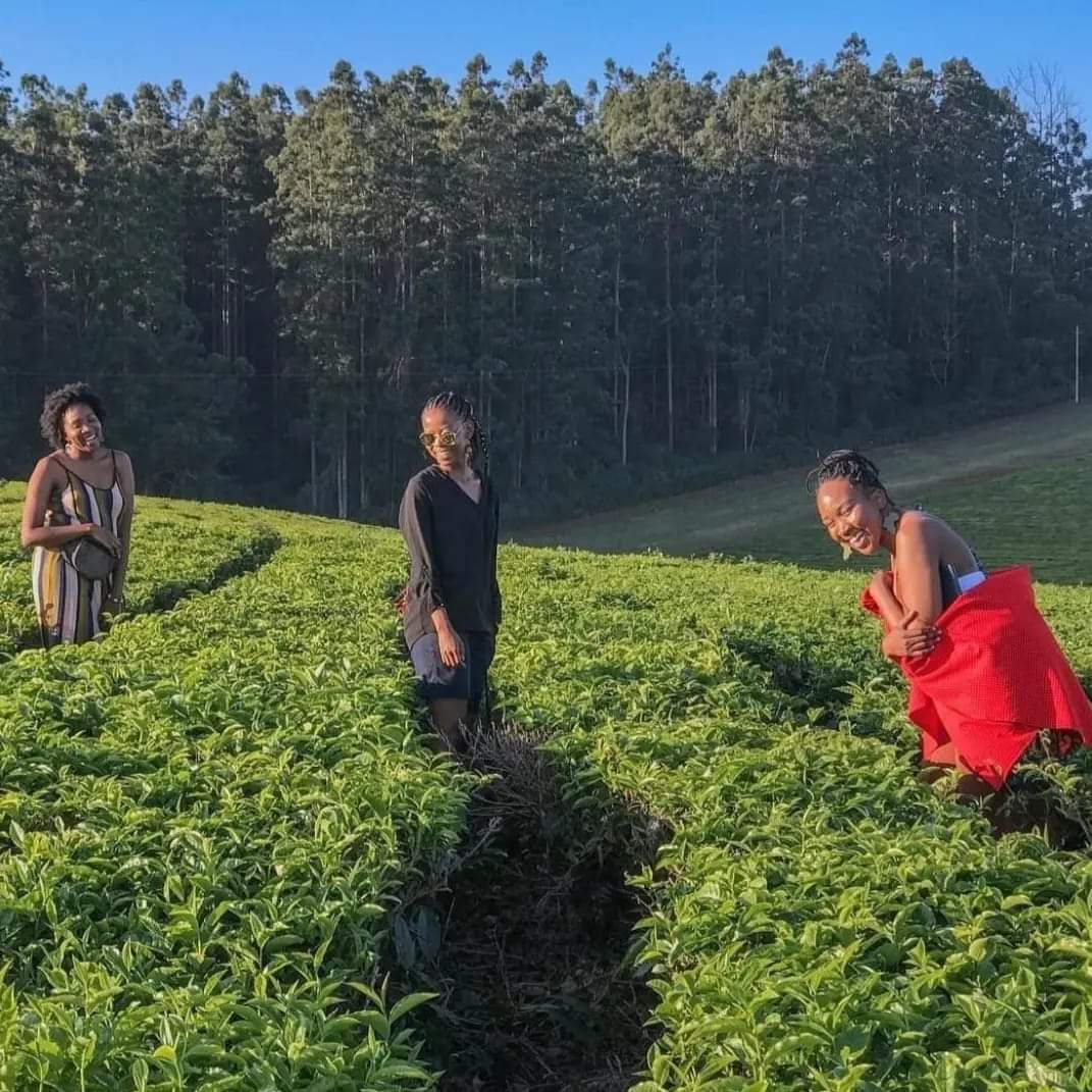 ZimBho_Official's tweet photo. One of the best ways to make our #ZimTourism thrive is to support your own...plan now...to stroll through the rejuvenating plantations in your area...travel local...ana wasu muriyo here!? 
#ZimBho👍
#travellocal
#BuyZimbabwe
#Easternhighlands
#KuMakomoyo
📸 @AfronomadsZim https://t.co/kSpeqJbLow