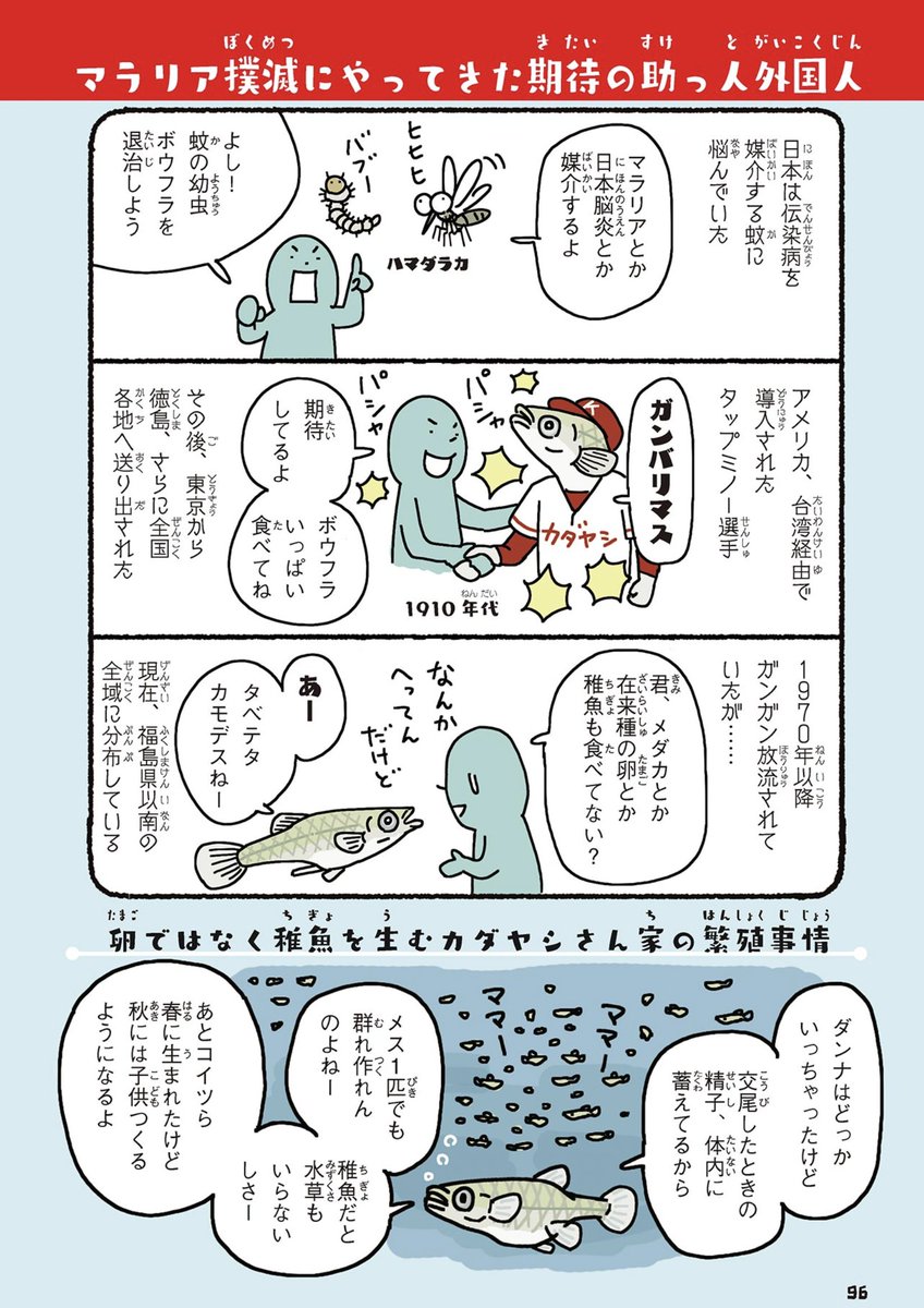 カダヤシ。メダカに似ているが全くの別物。別名タップミノー。ボウフラ退治のために輸入され放流されまくった期待の助っ人外国人選手だったが在来種の卵や稚魚も食べていたため特定外来生物に指定された。攻撃的で繁殖力が強くバッチい水でも平気。メダカだと思っている池の魚はカダヤシかもしれない。 https://t.co/HvMNTfUUB9